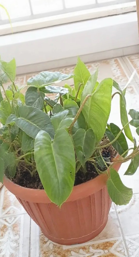 Big Plant For Sale