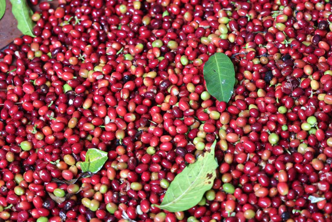 Arabica Coffee Beans +256790560642 Coffee Robusta Crafted To Export Argentina Bolivia Chile Colombia