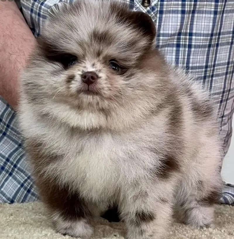 Pomeranian Blue Merle Female