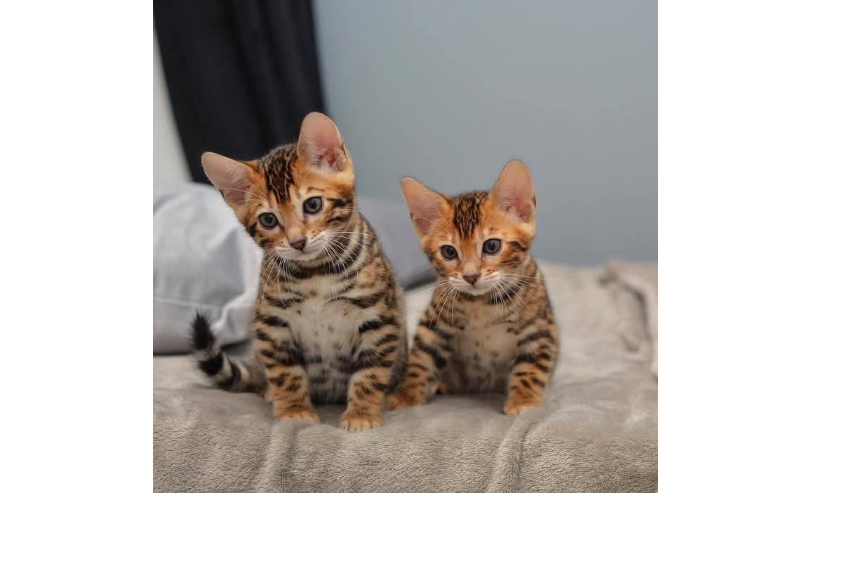 Bengal Kittens Ready To Leave