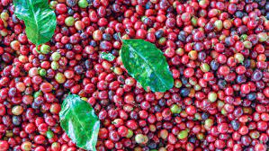 Green Coffee Grading +256790560642 Arabica Coffee Beans To Global Markets